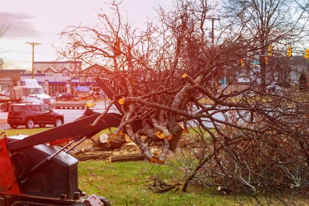 How Our Tree Care Process Works  in  Highlands Ranch, CO