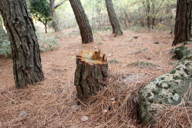 Highlands Ranch, CO Tree Care Company